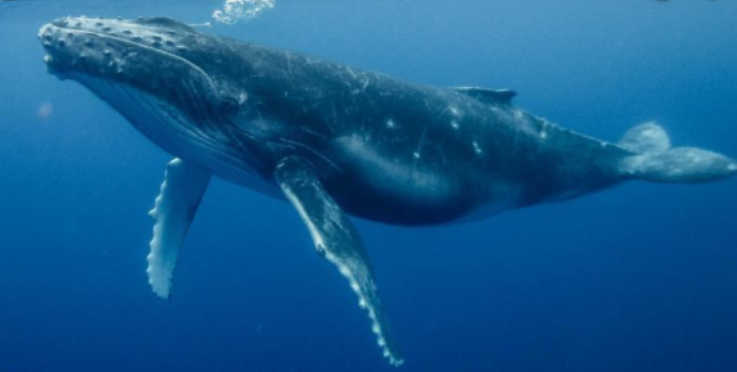 Whale